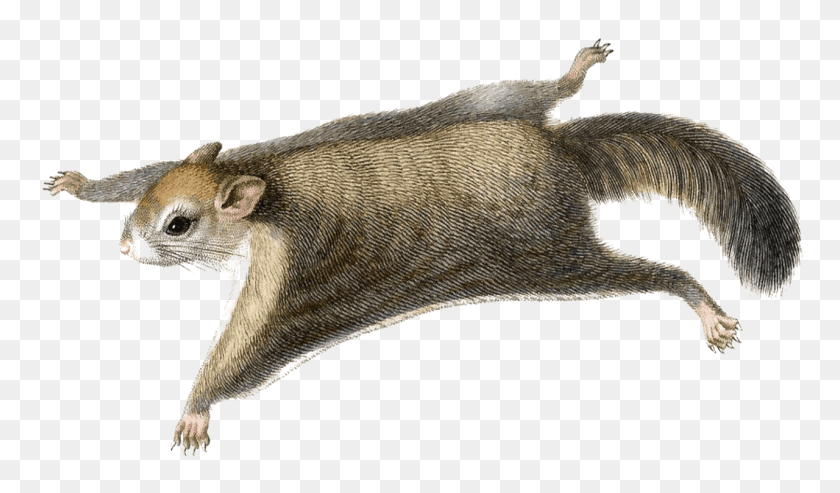 1280x711 Squirrel Free Image Flying Squirrel Clip Art, Mammal, Animal, Rodent HD PNG Download