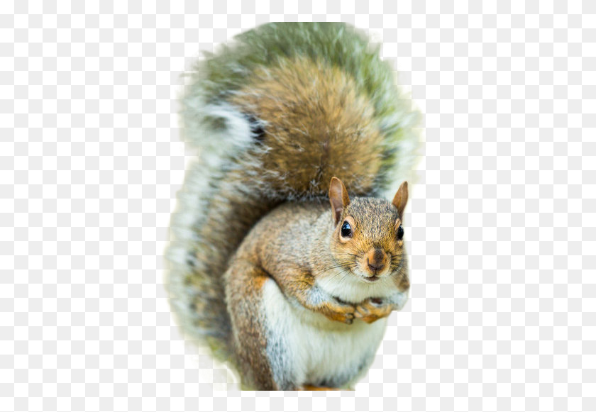 390x521 Squirrel Image Man Dies After Eating Squirrel Brains, Rodent, Mammal, Animal HD PNG Download