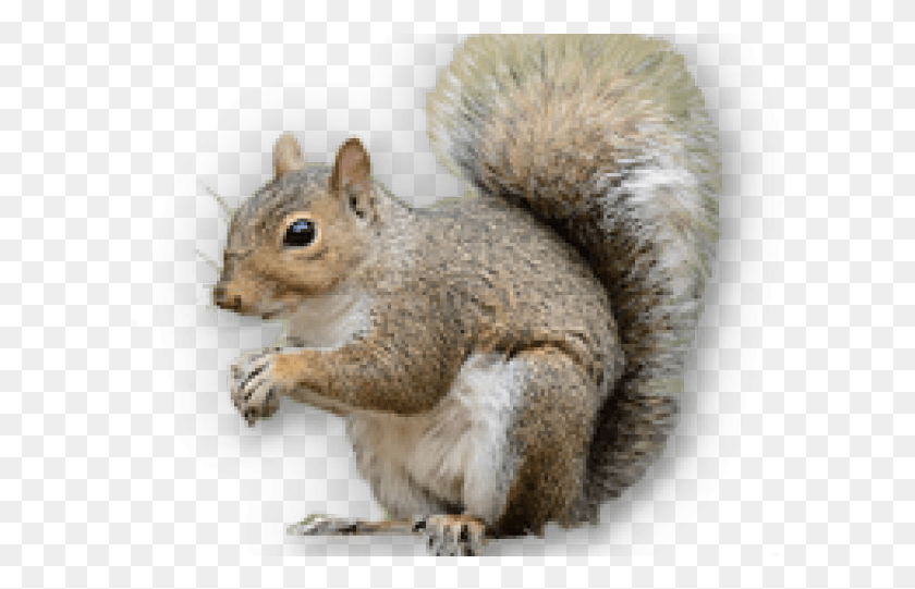 603x481 Squirrel Transparent Images Fox Squirrel, Rodent, Mammal, Animal HD PNG Download