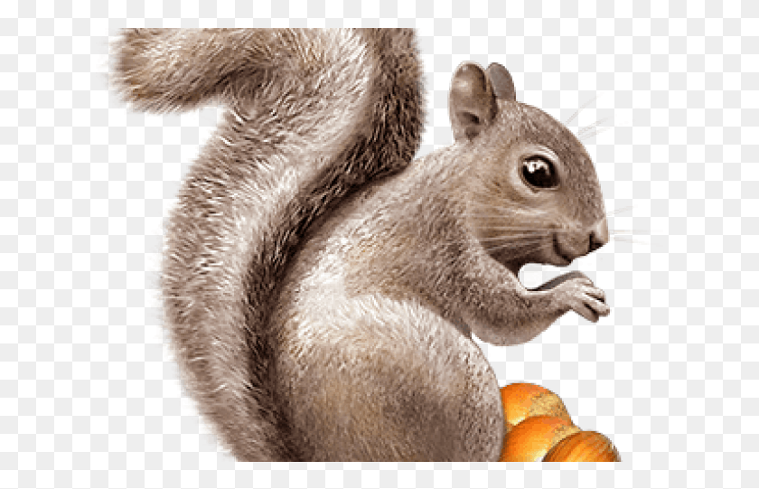 629x481 Squirrel Transparent Images Squirrel, Plant, Animal, Mammal HD PNG Download