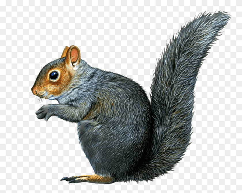 845x660 Squirrel With No Background, Bird, Animal, Rodent HD PNG Download