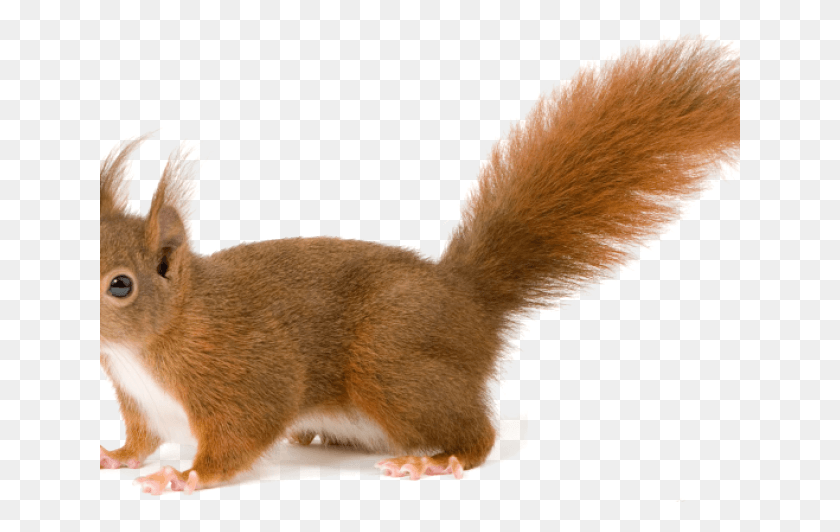 641x472 Squirrel With White Background, Mammal, Animal, Rodent HD PNG Download