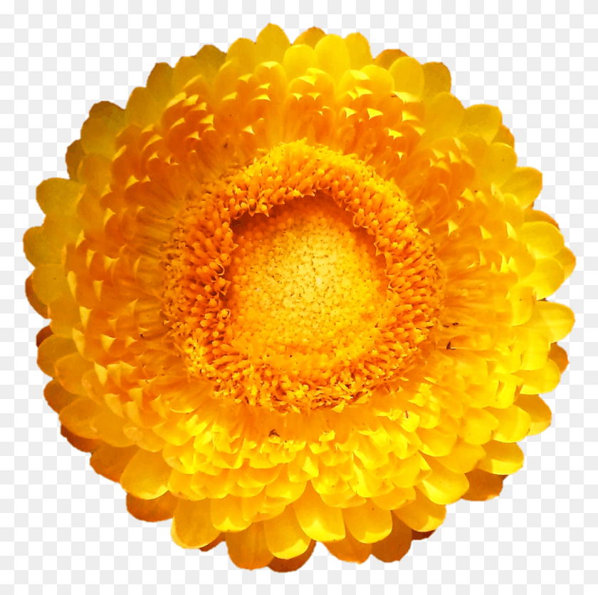 1073x1067 Sri Sarada Devi Textiles Chrompet Chennai English Marigold, Plant, Flower, Blossom HD PNG Download