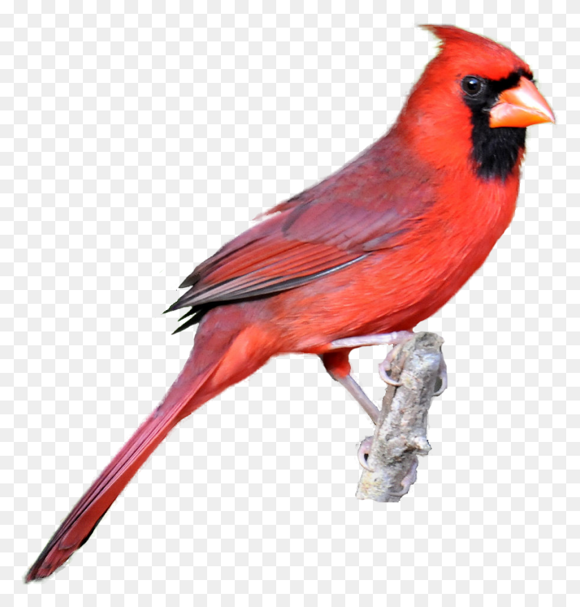 904x950 St Louis Cardinals Logo Clip Art Clipart Northern Cardinal White Background, Bird, Animal HD PNG Download