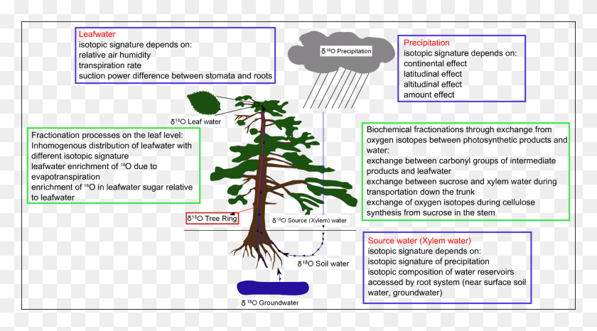 2095x1093 Png Стабильные Изотопы Углерода В Древесных Кольцах, Растении, Корне, Растительности Hd Png