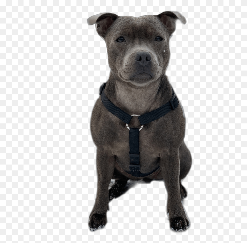480x767 Staffordshire Bull Terrier, Dog, Pet, Canine HD PNG Download