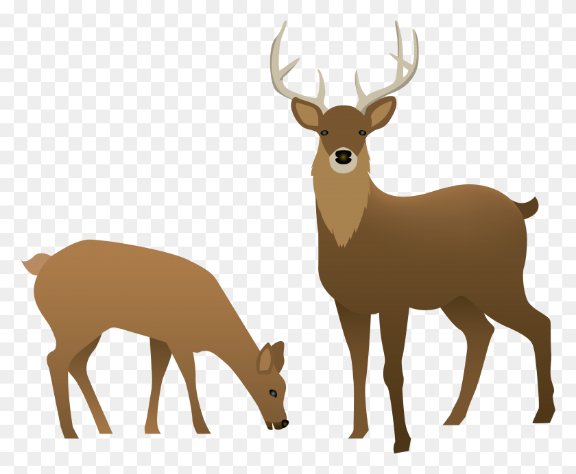 7879x6393 Stag And Doe Transparent Image, Deer, Wildlife, Mammal HD PNG Download