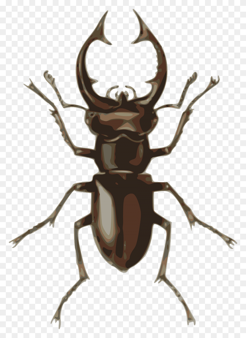 910x1280 Stag Beetle, Insect, Invertebrate, Animal HD PNG Download