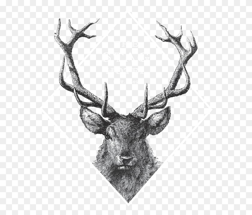 577x656 Stag Logo Full White, Elk, Deer, Wildlife HD PNG Download