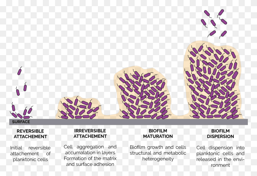 3484x2302 Stages Of Biofilm Formation, Couch, Furniture HD PNG Download