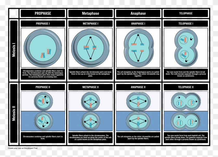 1720x1204 Stages Of Meiosis Storyboard Meiose, Analog Clock, Clock, Gauge HD PNG Download