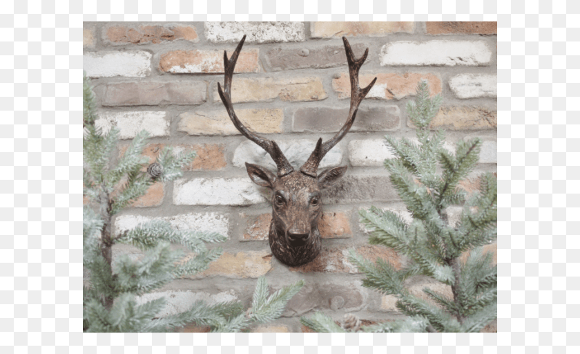 601x452 Stags Head Wall Ornament Elk, Antelope, Wildlife, Mammal Descargar Hd Png