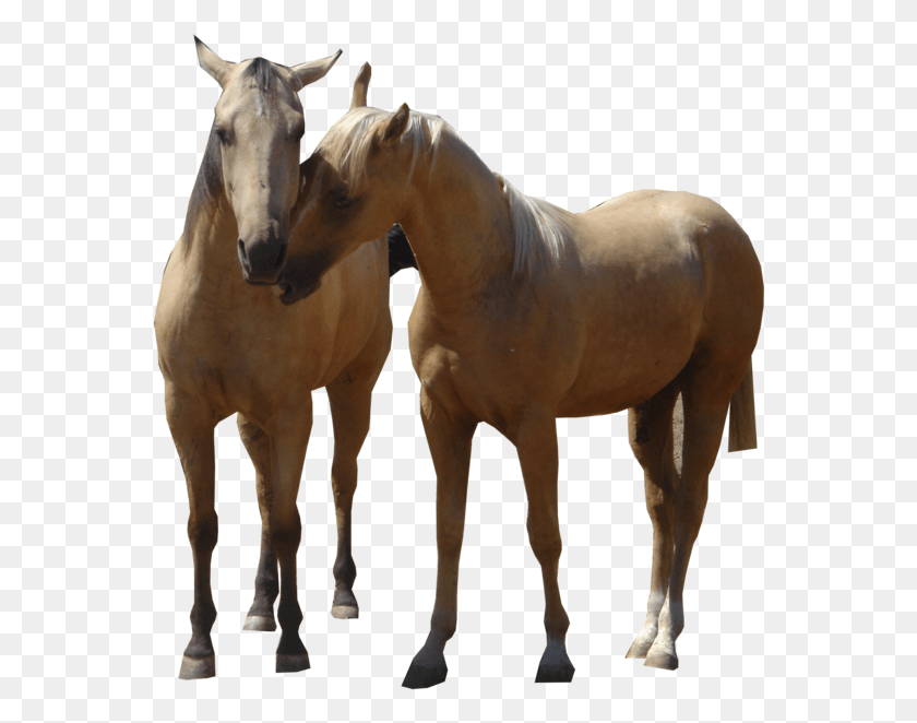 562x602 Stallion, Horse, Mammal, Animal HD PNG Download