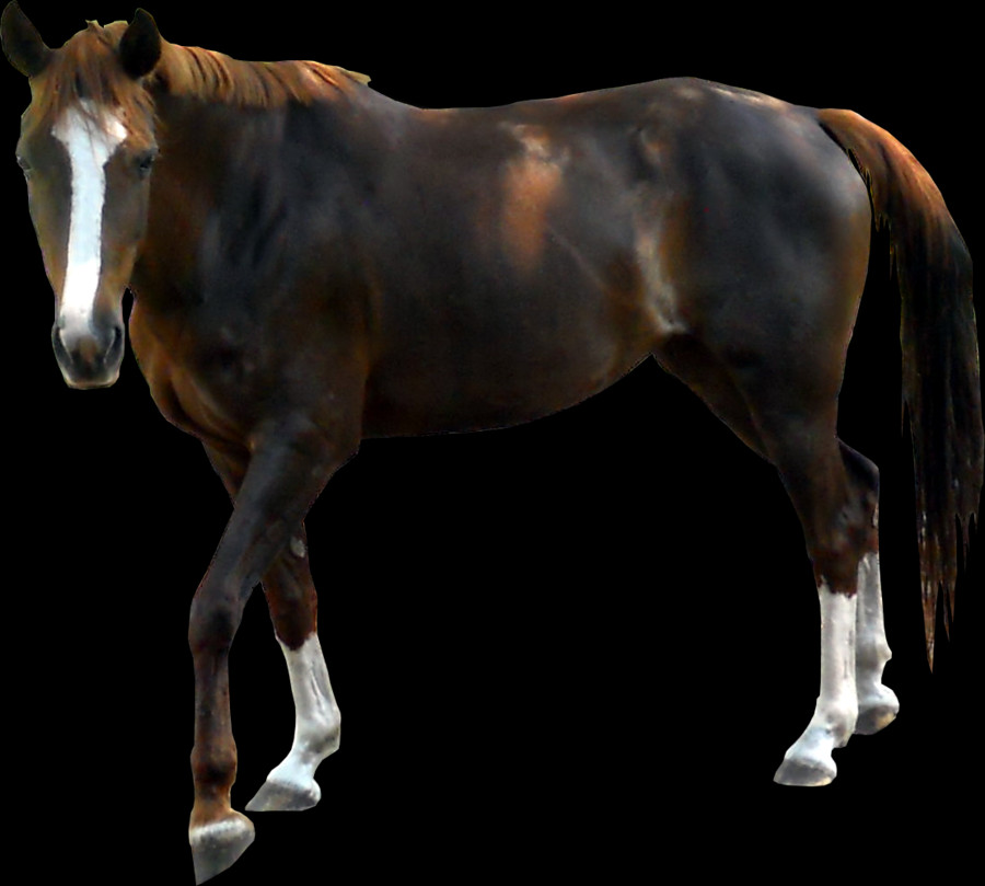 900x809 Жеребец, Лошадь, Млекопитающее, Животное Hd Png Скачать