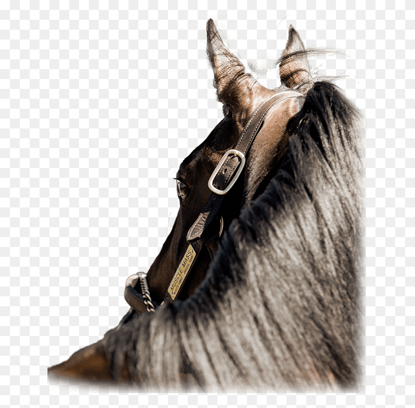 647x766 Stallion, Horse, Mammal, Animal HD PNG Download