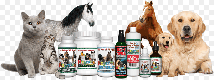 Stallion, Animal, Canine, Dog, Mammal Sticker PNG