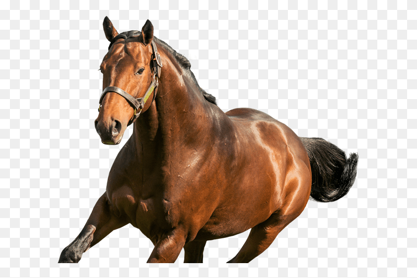 610x501 Жеребец Море Луна Щавель, Лошадь, Млекопитающее, Животное Hd Png Скачать