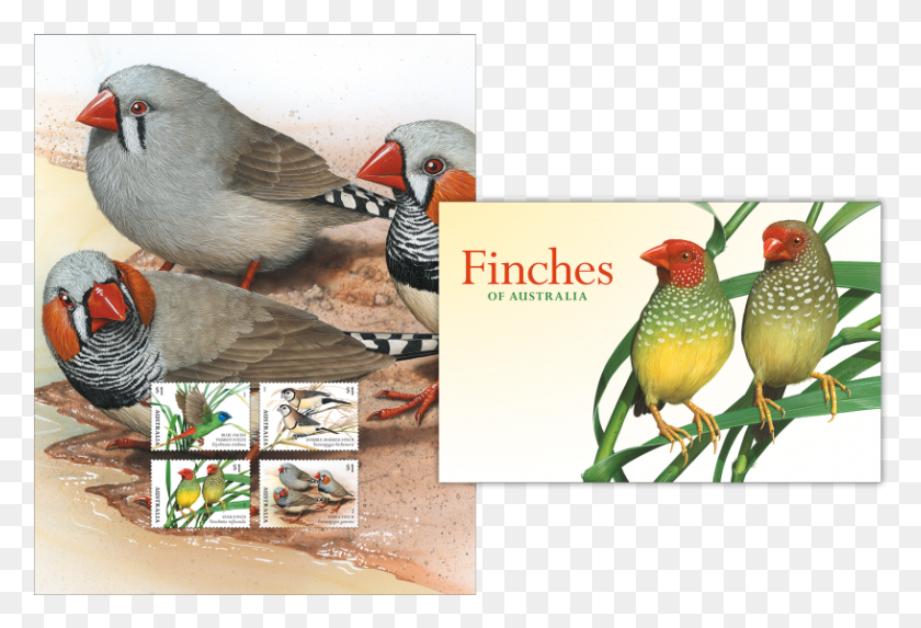 816x537 Stamp Pack Stamp Pack Finches Of Australia Stamps, Bird, Animal, Finch HD PNG Download