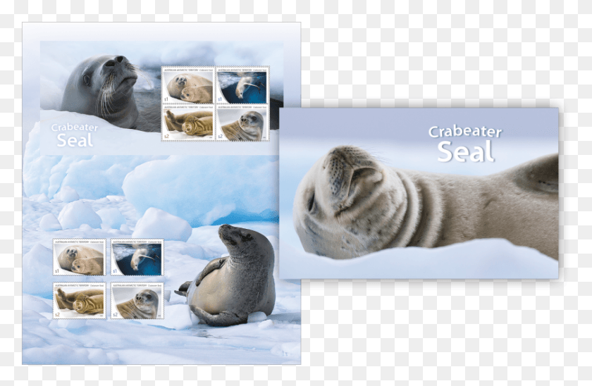840x526 Stamp Pack Stamp Pack Harbor Seal, Penguin, Bird, Animal HD PNG Download