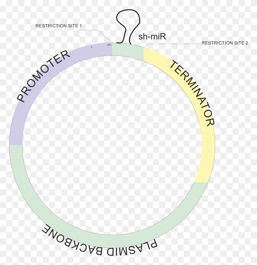 5477x5672 Стандартные Детали Круг, Сюжет, Браслет, Ювелирные Изделия, Hd Png Скачать