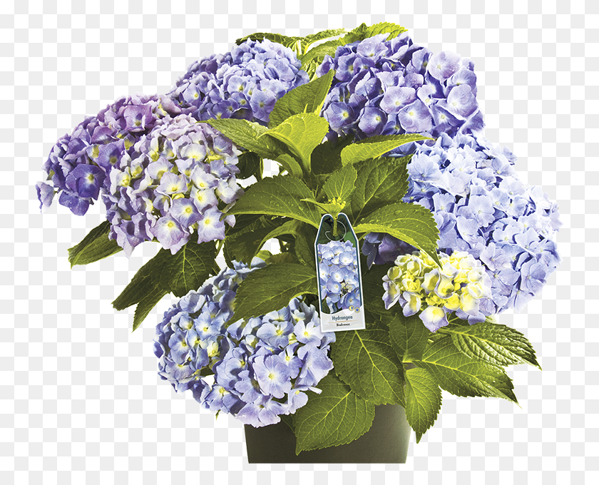 743x620 Standard Push On Tags Hydrangea Serrata, Plant, Flower, Blossom HD PNG Download