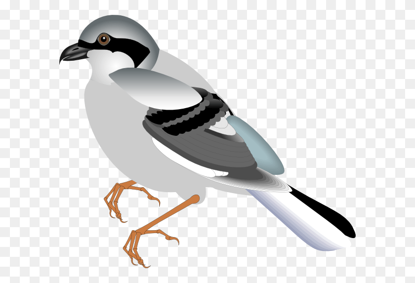 600x513 Pájaro De Pie Clip Art, Jay, Animal, Pico Hd Png