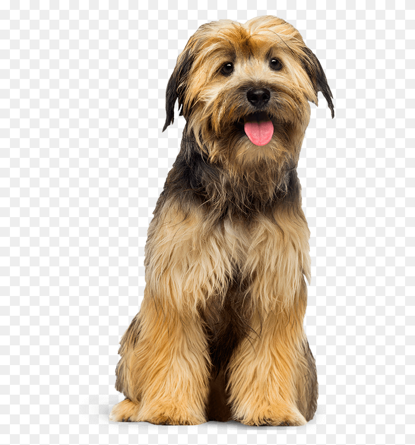 517x842 Standing Dogs, Terrier, Dog, Pet HD PNG Download