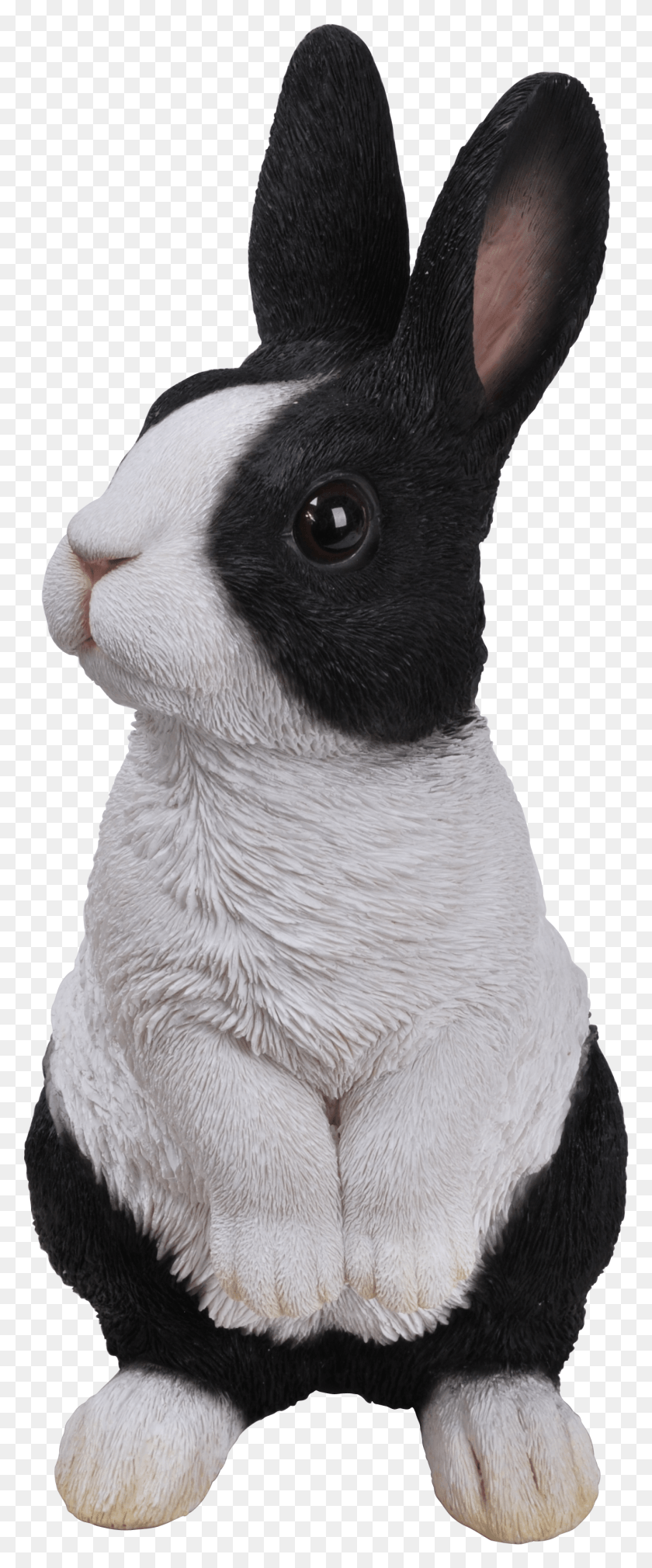 1319x3316 Голландский Кролик Голландский Кролик Голландский Кролик, Животное, Грызун, Млекопитающее Hd Png Скачать
