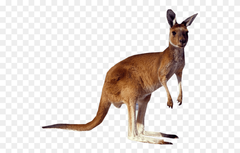 551x475 Standing Free Images Kangaroo, Mammal, Animal, Wallaby HD PNG Download