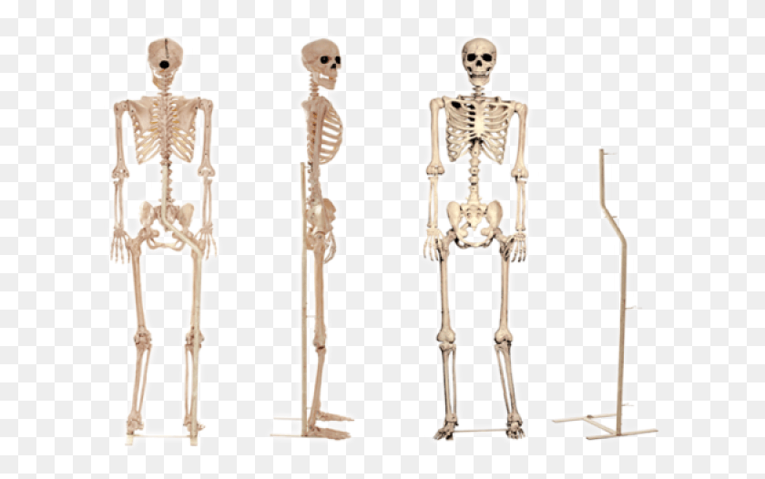 618x466 Standing Skeleton, Person, Human HD PNG Download