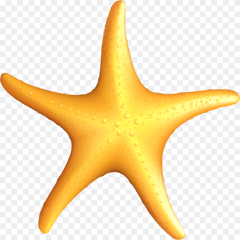 Star Fish Vector, Animal, Sea Life, Invertebrate, Starfish PNG