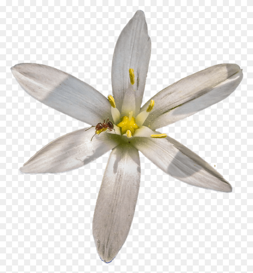778x845 Star Of Bethlehem With Ant By Bunny With Camera, Plant, Flower, Blossom HD PNG Download