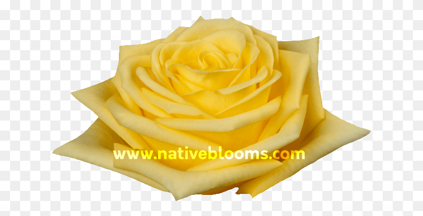 633x370 Stardust Roses Garden Roses, Rose, Flor, Planta Hd Png