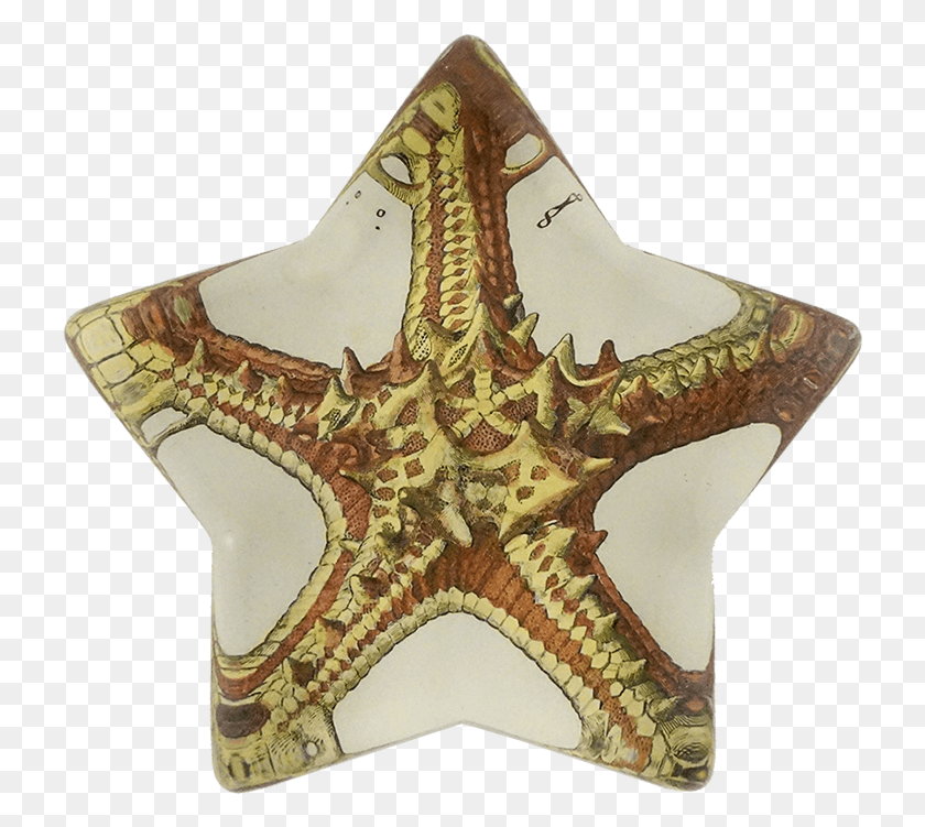 726x691 Starfish, Sea Life, Animal, Invertebrate HD PNG Download