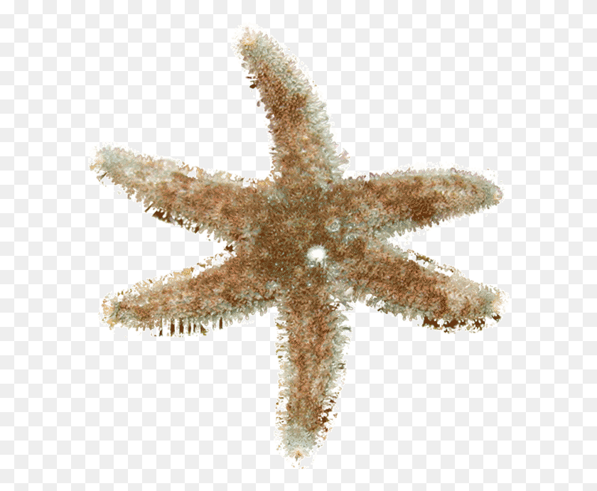 594x631 Starfish, Cross, Symbol, Invertebrate HD PNG Download