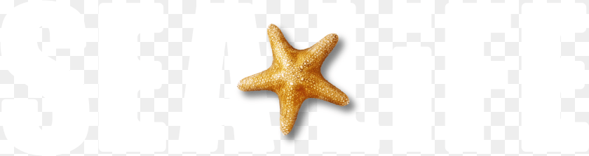 Starfish, Animal, Sea Life, Invertebrate PNG