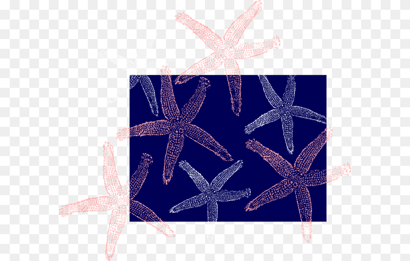 Starfish, Animal, Invertebrate, Sea Life Transparent PNG