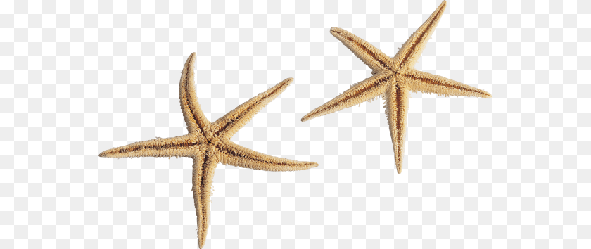 Starfish, Animal, Sea Life, Invertebrate, Lizard Clipart PNG