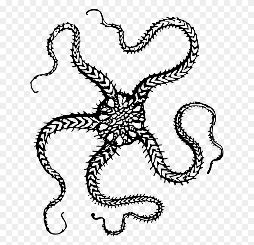639x750 Starfish Brittle Stars Echinoderm T Shirt Brittle Star Clip Art, Gray, World Of Warcraft HD PNG Download
