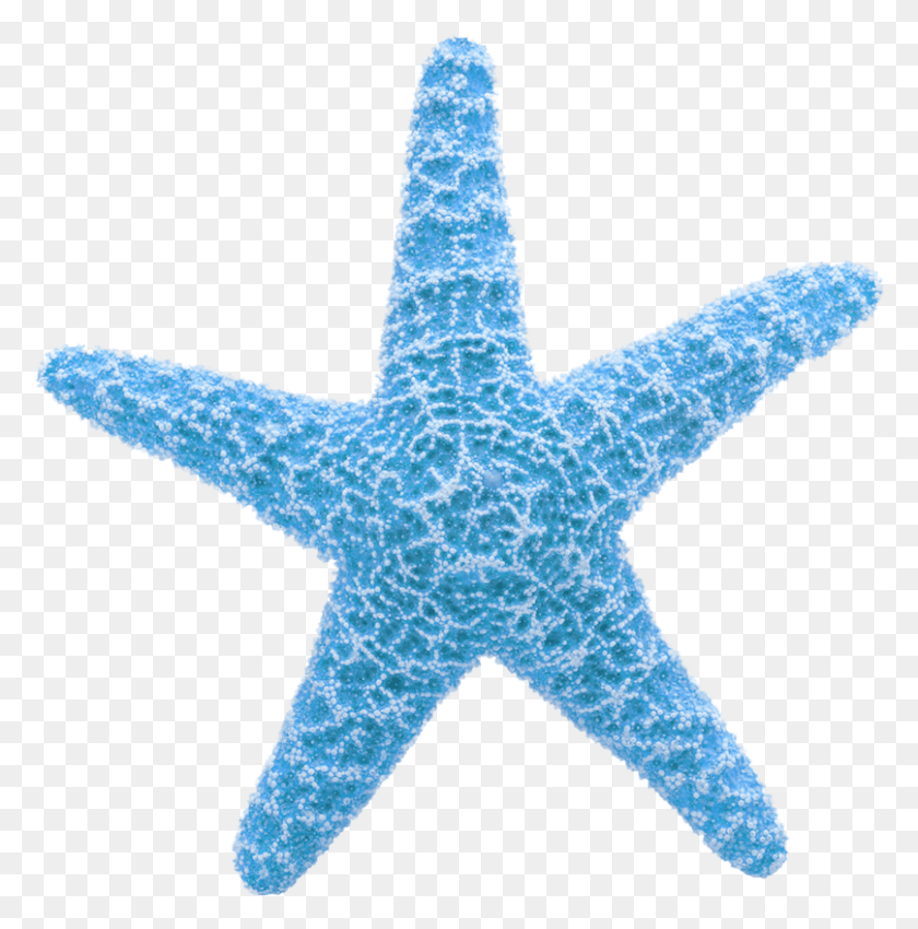 807x818 Descargar Png Starfish Clipart Aqua Equinodermos Ejemplos, Vida Marina, Animal, Invertebrado Hd Png