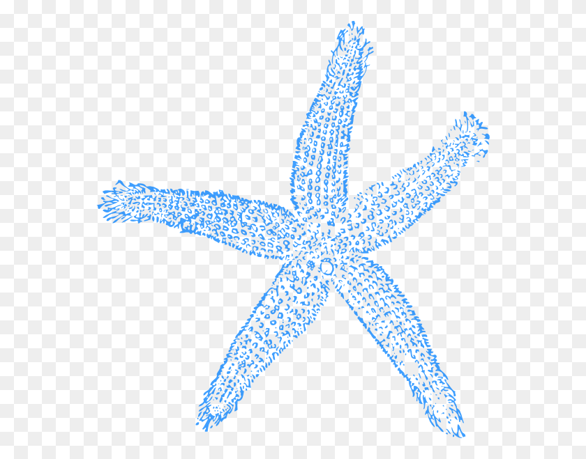 564x599 Starfish Clipart Seashell Blue Sea Shell Clip Art, Sea Life, Animal, Invertebrate HD PNG Download