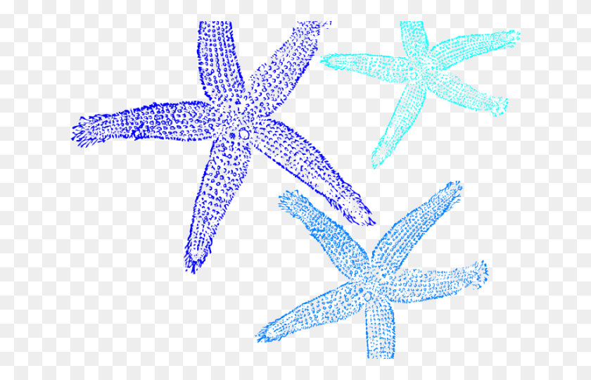 640x480 Starfish Cliparts Vector Starfish, Cruz, Símbolo, Invertebrado Hd Png