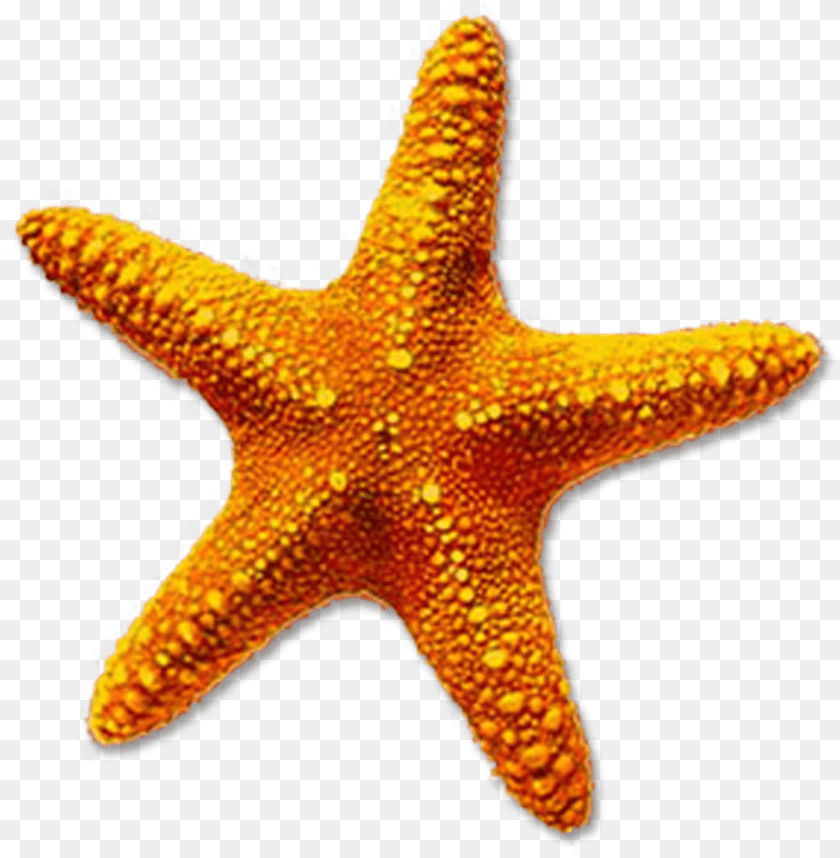 1896x1937 Starfish Download On Mbtskoudsalg Starfish, Animal, Sea Life, Invertebrate Sticker PNG