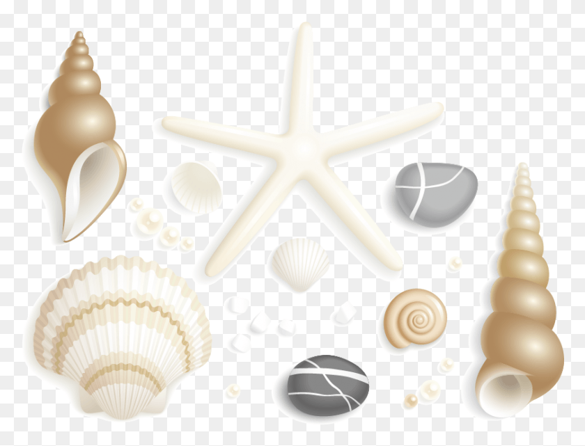 841x627 Starfish Drawing Clip Art And Shells Shell, Sea Life, Animal, Invertebrate HD PNG Download