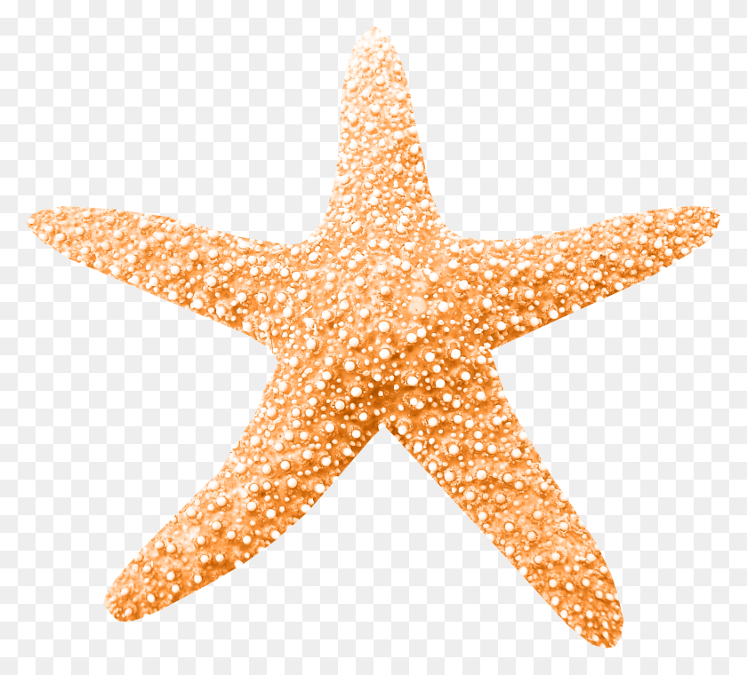 2187x1963 Starfish Euclidean Vector Clip Art Estrella Del Mar, Invertebrado, Vida Marina, Animal Hd Png