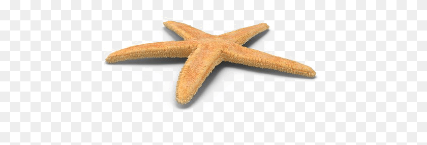 482x225 Морская Звезда Бесплатно Морская Звезда, Беспозвоночные, Морская Жизнь, Животное Hd Png Скачать
