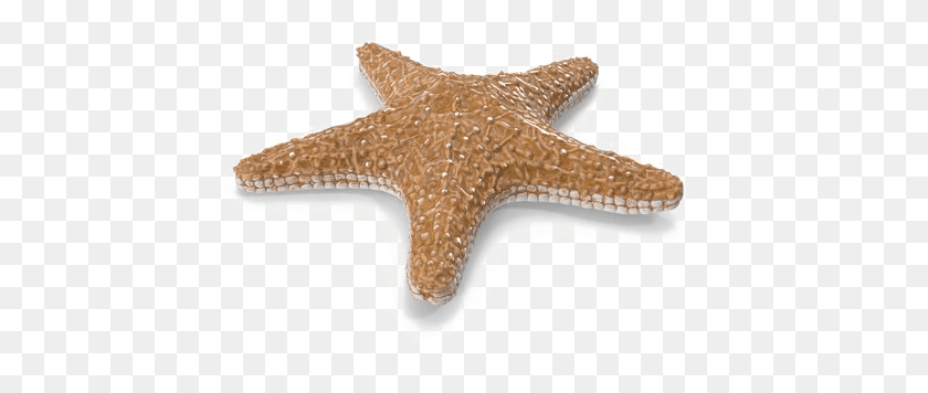 443x296 Starfish Image With Transparent Background Transparent Background Starfish, Invertebrate, Sea Life, Animal HD PNG Download