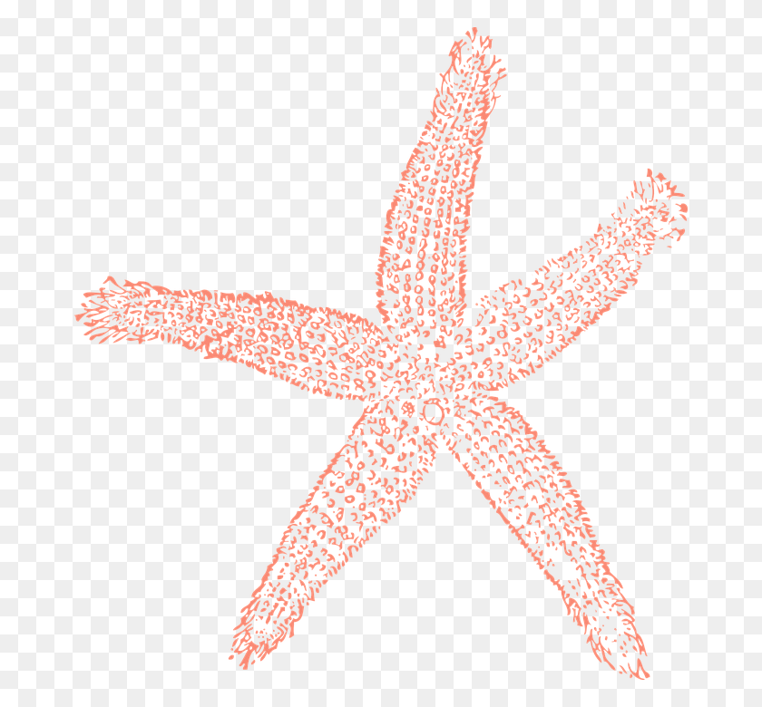 677x720 Estrella De Mar Océano Agua Azul Concha De Mar Clip Art, Vida Marina, Animal, Invertebrado Hd Png Descargar