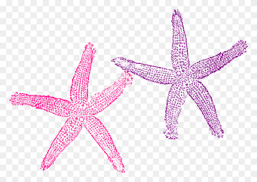 1280x882 Starfish Purple Pink Sea Image Fish Clip Art, Star Symbol, Symbol, Sea Life HD PNG Download