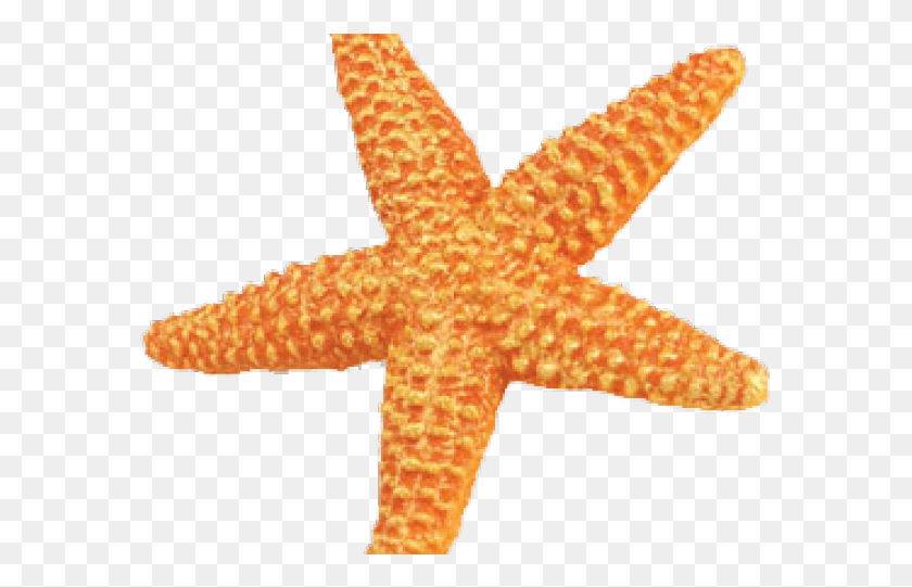 584x481 Starfish Transparent Images Orange Starfish, Cross, Symbol, Sea Life HD PNG Download